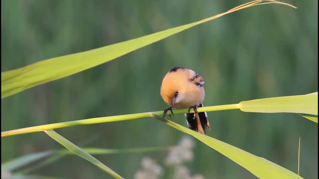 Cute little birds. Green reeds background. Bird: Bearded Reedling. Panurus biarmicus .