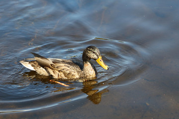 Stockente / Mallard / Anas platyrhynchos..