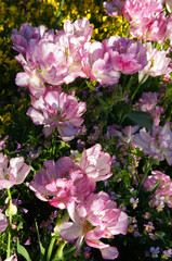 Double late pink tulip flowers 