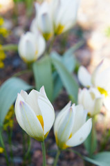 Tulipa polychrome white tulip flowers soft focus 