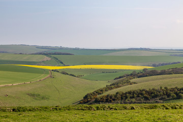Obraz premium An Idyllic South Downs Landscape in Sussex, on a Sunny Spring Day