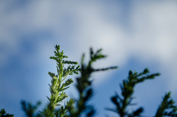 Green plant top in natore with backdrop and background blur for background use