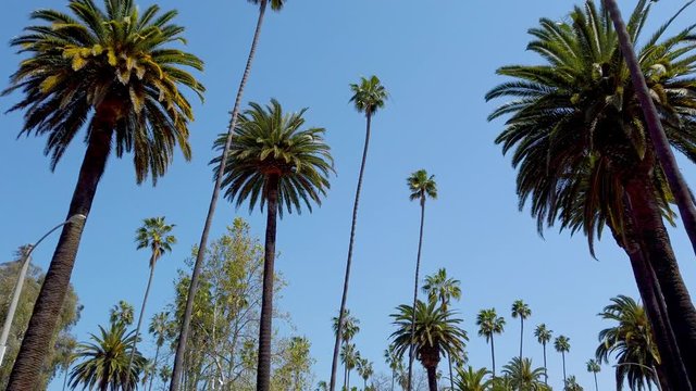 Palm Tree Alley - typical for Beverly Hills