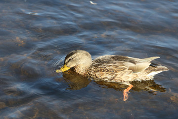 Stockente / Mallard / Anas platyrhynchos..