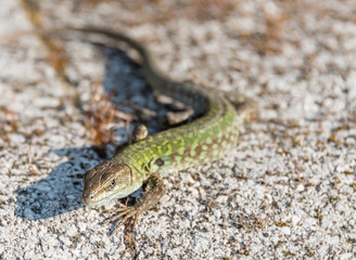 Green Lizard in the Sun In Italy