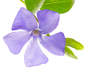 Purple Flower - Beautiful Periwinkle - Vinca minor - Isolated on White Background. blue periwinkle...