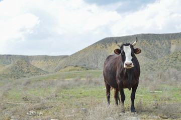 Cow grazing on the farm.
