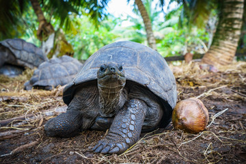 Portrait of a giant tortoise 7