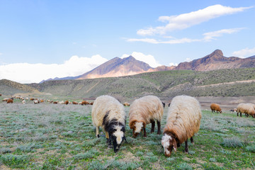 Sheep graze in the meadow in summer