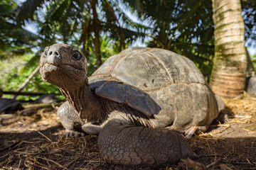 Portrait of a giant tortoise 43