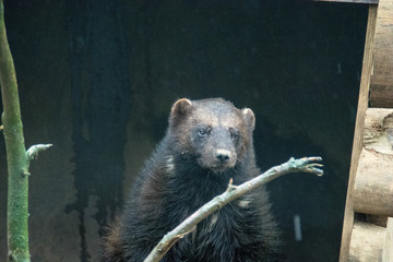 Zootiere