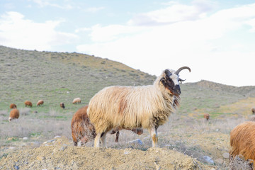 Obraz premium Sheep graze in the meadow in summer