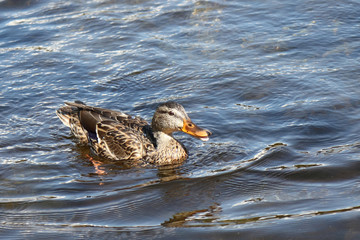 Stockente / Mallard / Anas platyrhynchos..