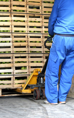 Fototapeta premium Storage space in a truck full of apples, worker pulling out fruit