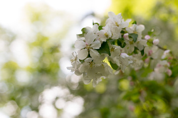 Apple blossoms. spring trees in bloom. white flowers on trees