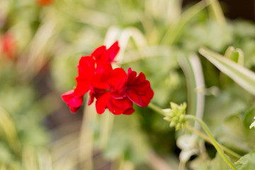 pelargonium flower. red geranium. indoor plants. red flower