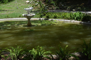 on green pond