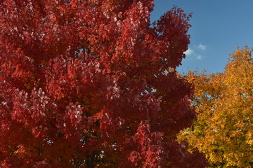 red n yellow trees