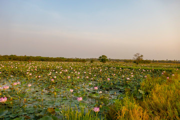 Lotus fields in Kampong Tralach Cambodia