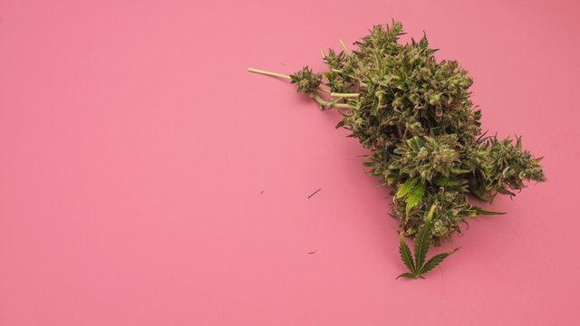 harvest of marijuana bud on pink background.