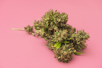 harvest of marijuana bud on pink background.
