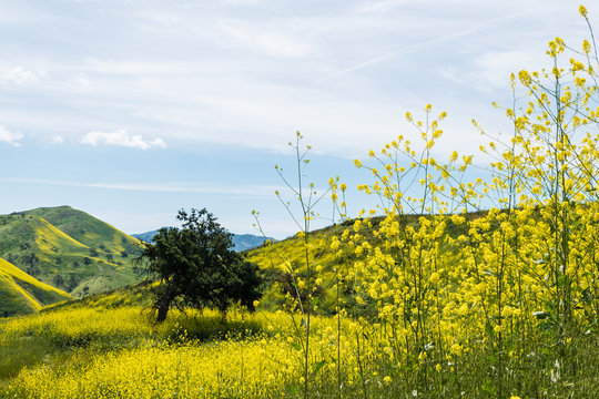 California Yellow Wild Flowers Blooming.
