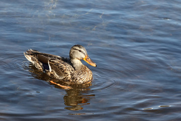 Stockente / Mallard / Anas platyrhynchos..