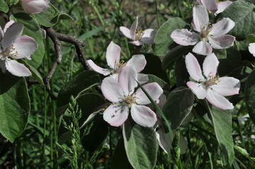 branches flowering apple tree. Spring background with soft selective focus.