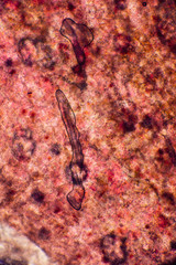 Biospähre der micro welten