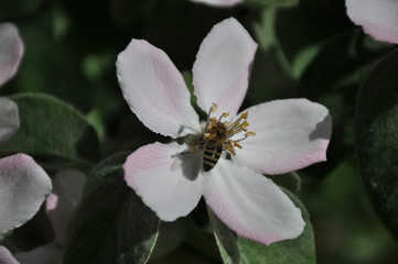 Bee on a spring flower collecting pollen and nectar.