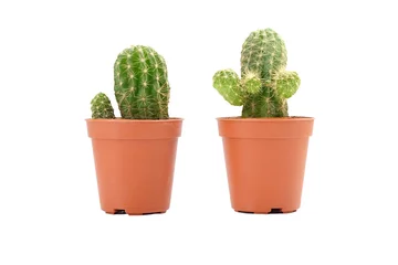 Glasschilderij Cactus in pot Cactus geïsoleerd op een witte achtergrond