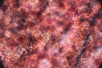 Biospähre der micro welten