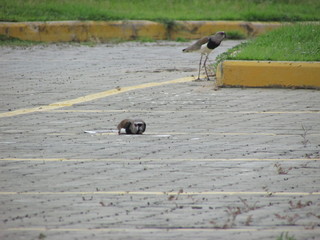 Two Southern Lapwing (Vanellus chilensis) together on the ground