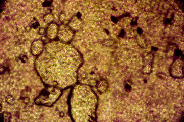 Biospähre der micro welten