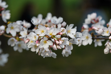 Close up of a branch with white cherry tree flowers in full bloom with blurred background in a garden in a sunny spring day, floral background