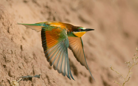 Side view of colorful bee eater flying near rocks on blurred background