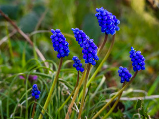 blue flowers