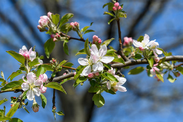 Close up of light pink white apple tree flowers in full bloom in a garden in a sunny spring day, floral background