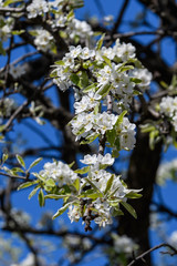 Close up of light pink white pear tree flowers in full bloom in a garden in a sunny spring day, floral background