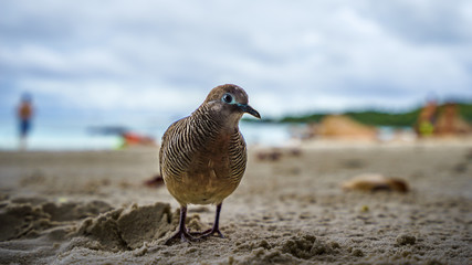 close-up portrait of a zebra dove bird at anse lazio, praslin, seychelles 1