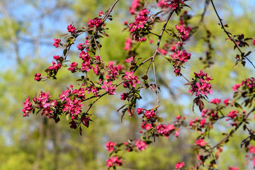 Close up of decorative red crab apple tree in full bloom in a garden in a sunny spring day