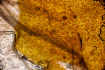 Biospähre der micro welten