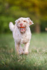 Mischlingshündin mit Ball