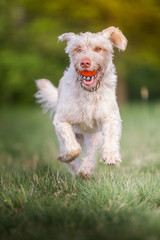 Mischlingshündin mit Ball