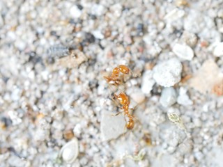 ants on ground