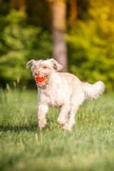 Hund Mischlingshündin beim Spielen mit Ball in der Schnauze
