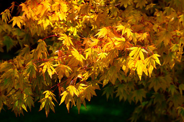 Woodland and Trees.