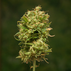 ripe cannabis bud on dark green background.