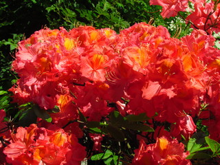Red rhododendron, vibrant blossom with small yellow areas, close-up