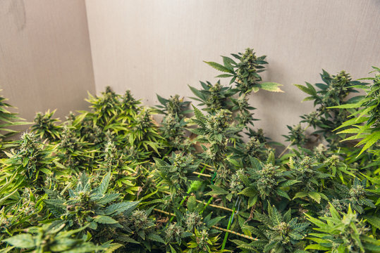 ripe cannabis bushes ready to harvest. indoor harvest.